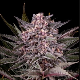 Pink Gelato > Kannabia Seeds